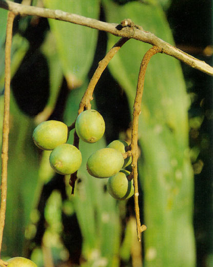 เหมือดคน Heliciopsis terminalis Sleum<br/>PROTEACEAE